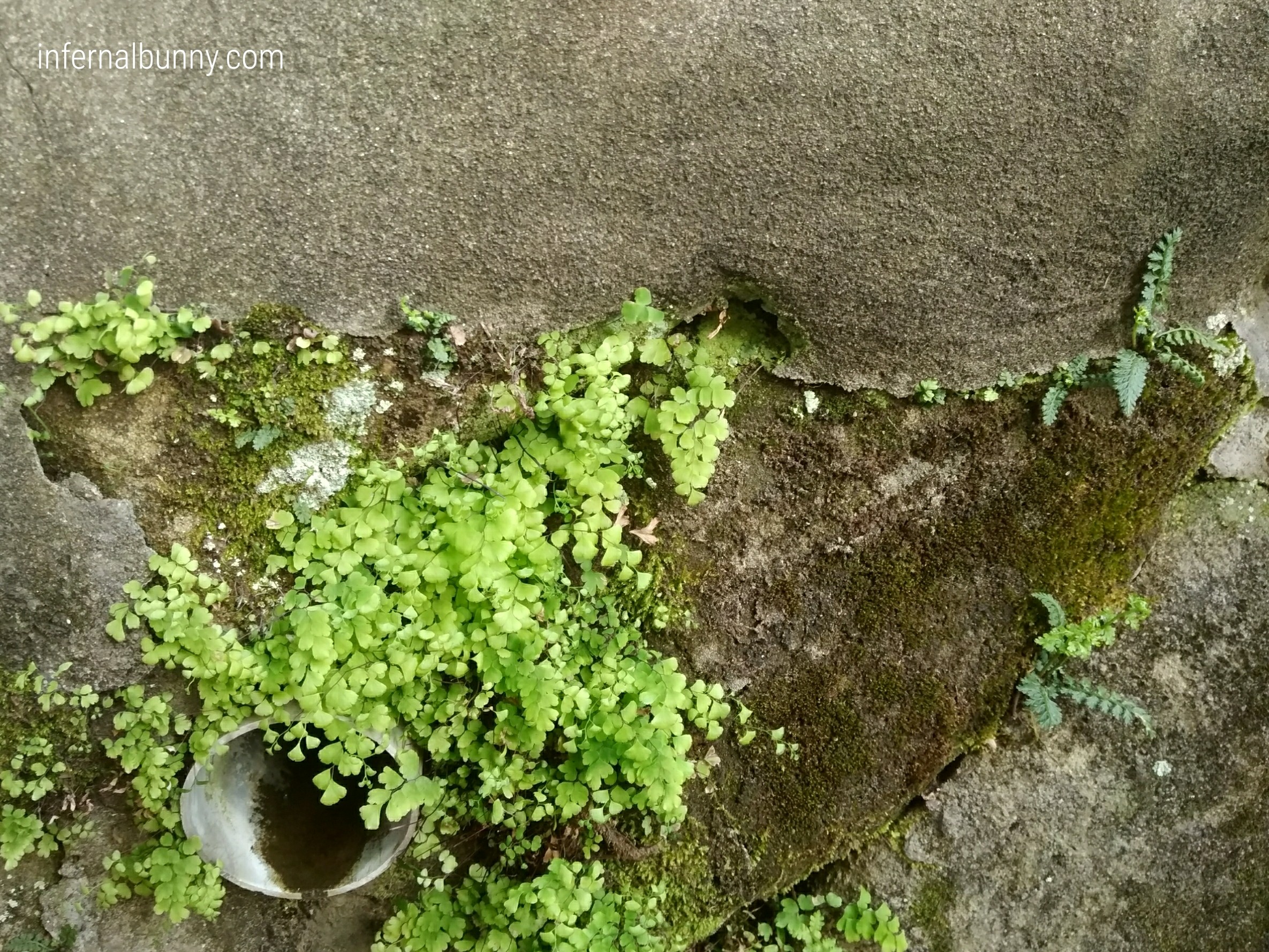 苔むした水路の石壁。