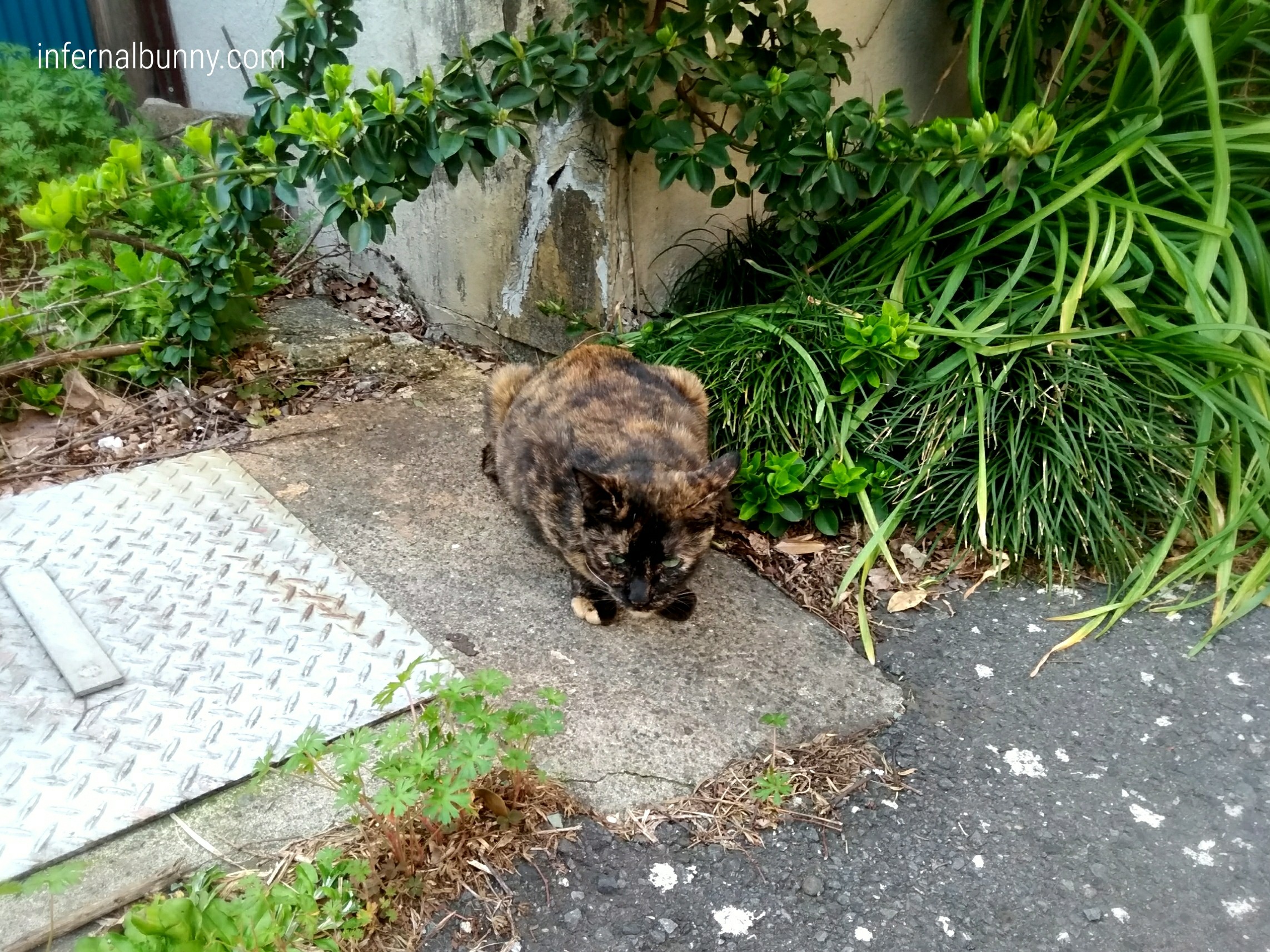 野良のサビ猫。