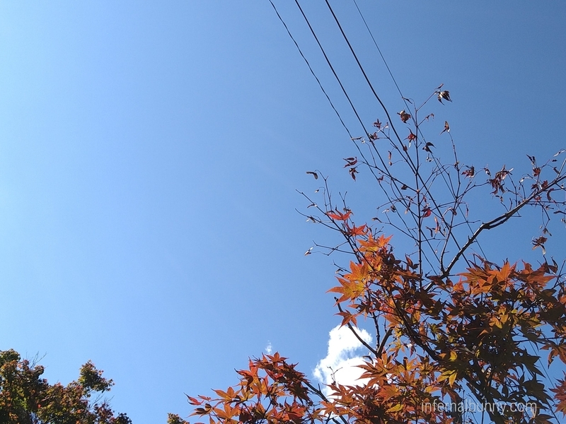 紅葉と青空。