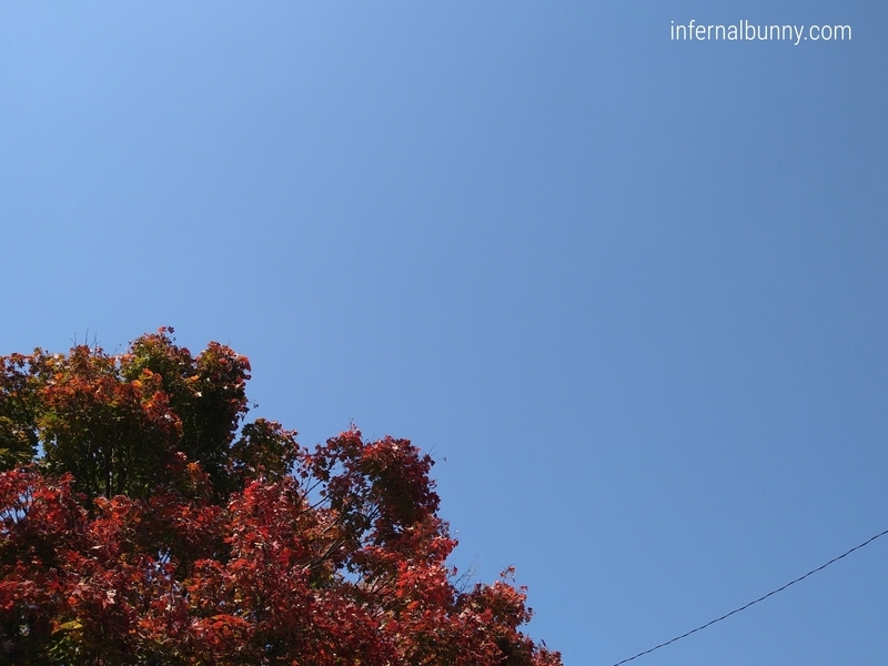 紅葉と青空。