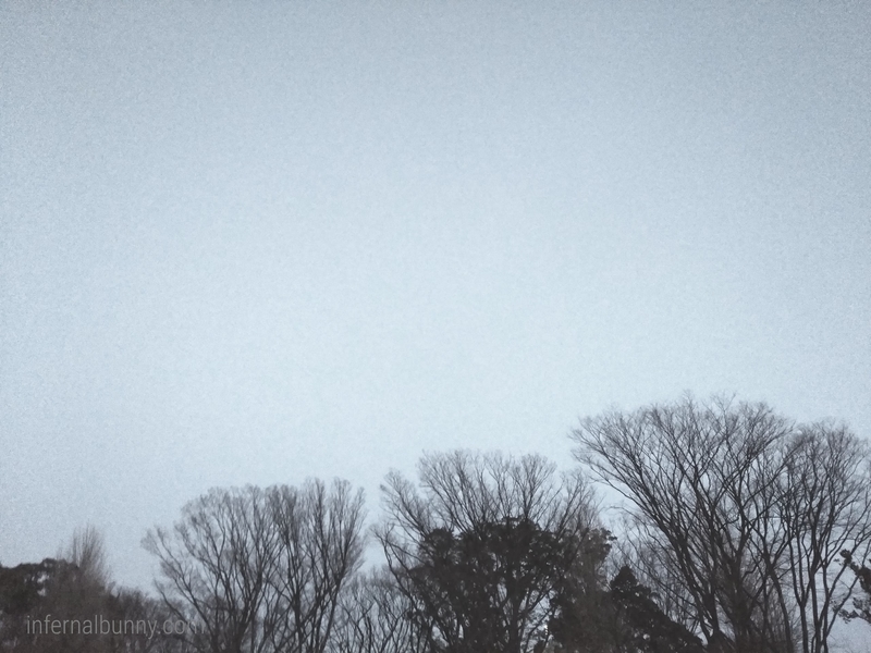 曇天の白い空と木々。