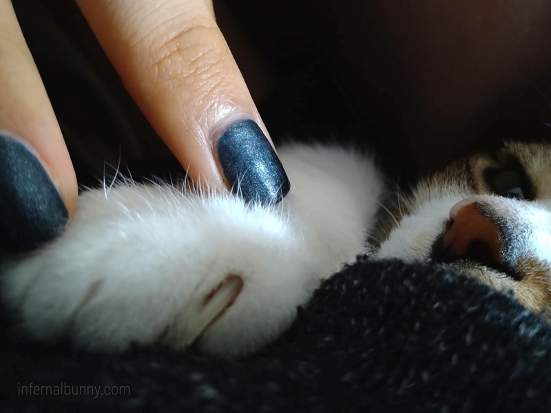 猫を撫でているところ。