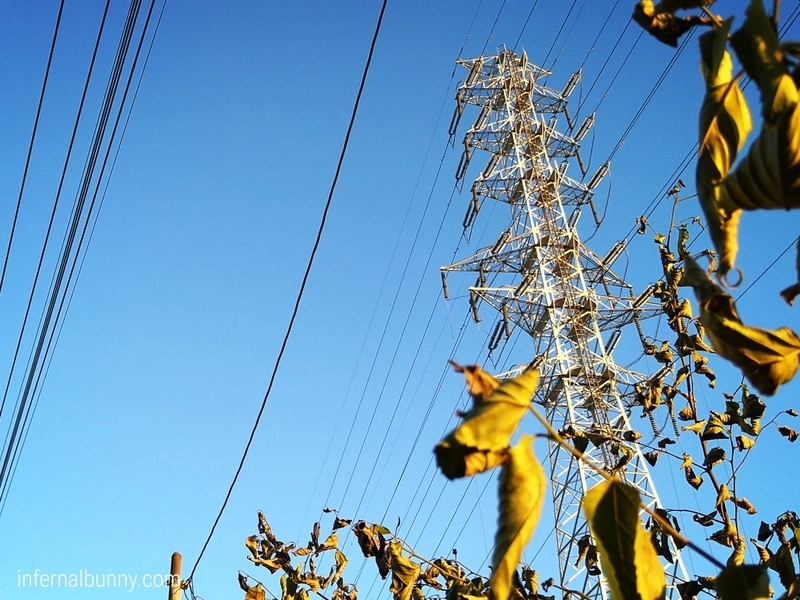 青空と枯れ葉。