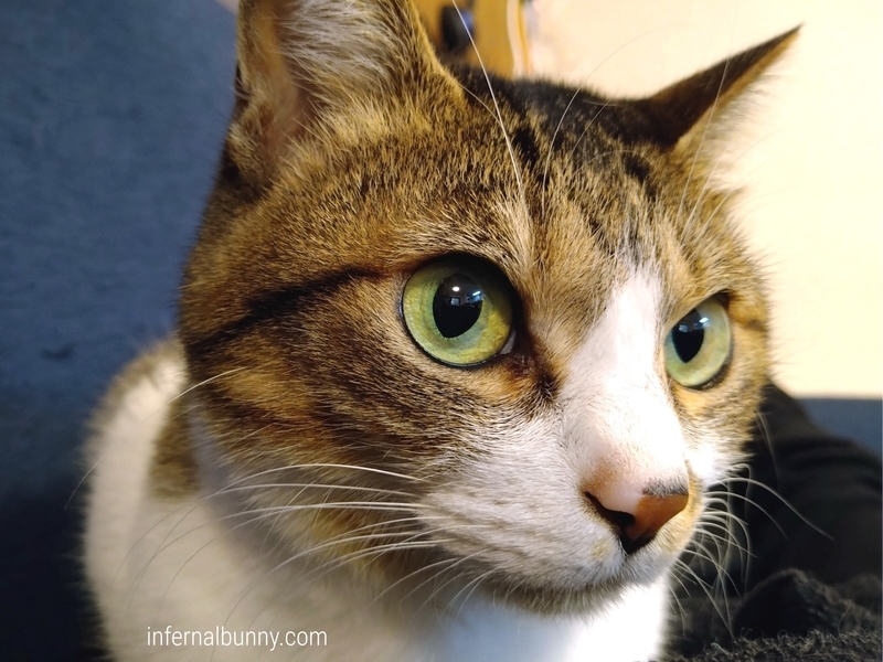 キジ白猫の顔の接写。