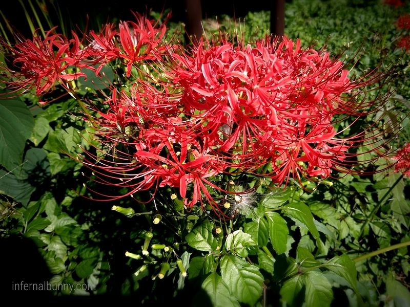 群生するヒガンバナ。