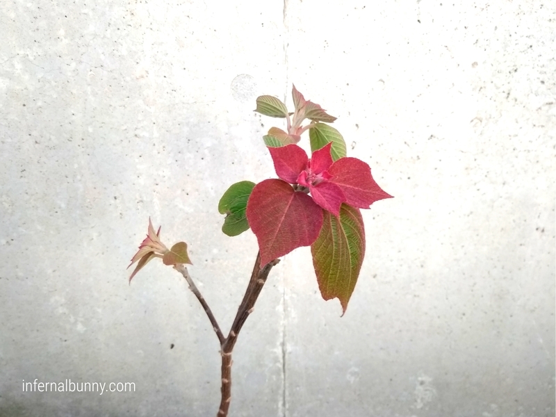 赤い葉っぱの木。