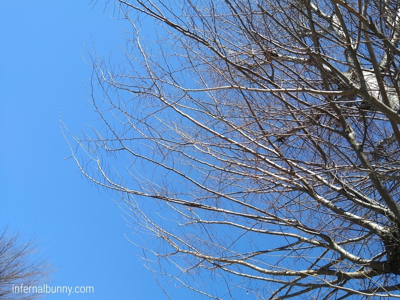 青空と枯れ木。