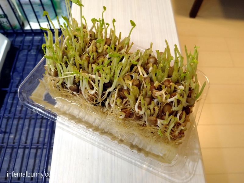 豆苗の根っこを水につけたところ。