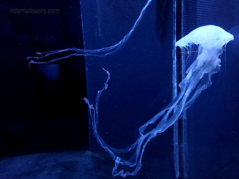 水族館のクラゲ。