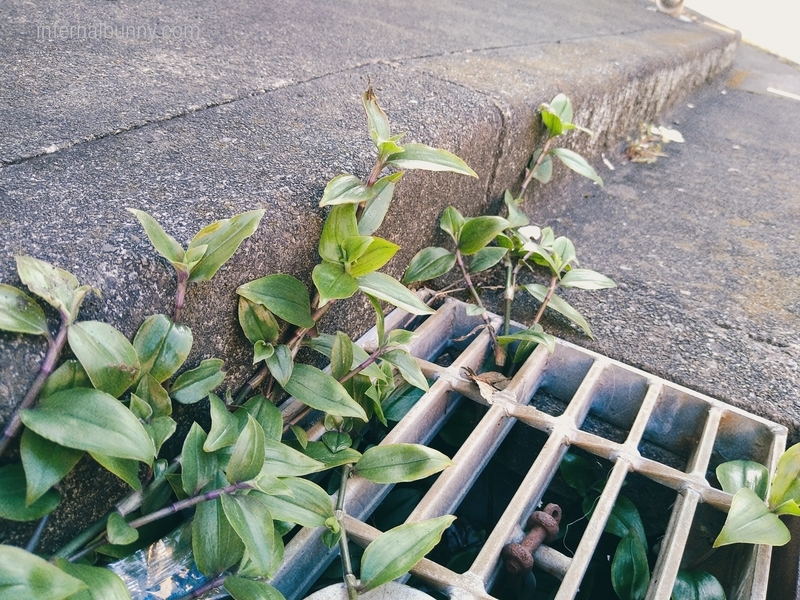 用水路の蓋と雑草。