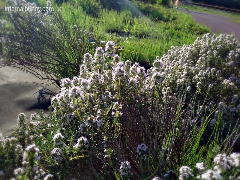 薄紫の花。