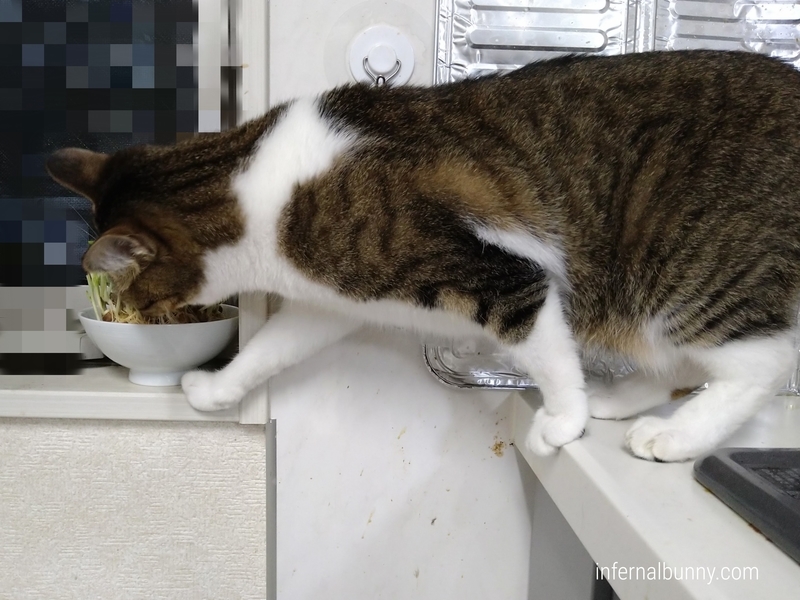 豆苗を食べようとするキジ白猫。