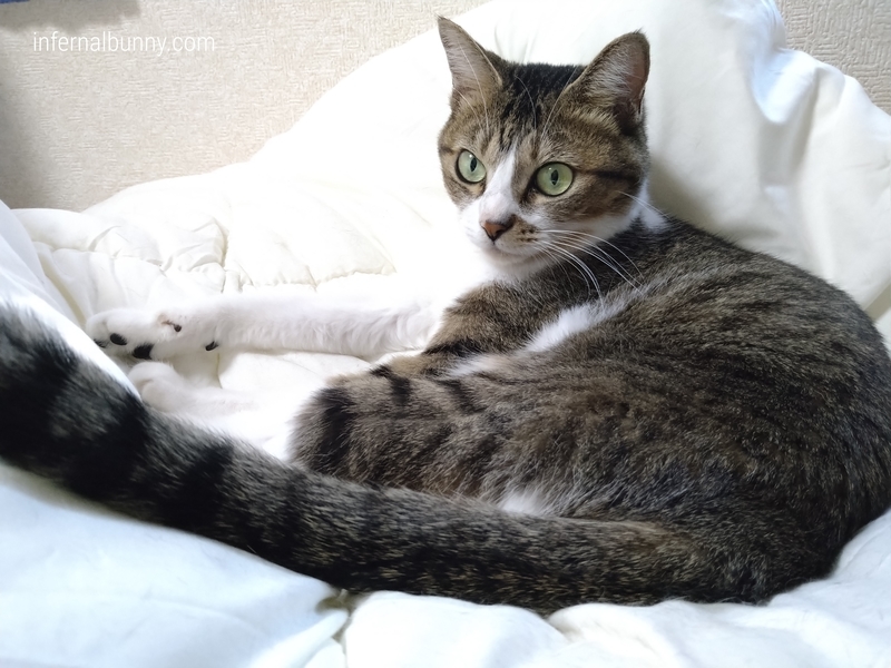 キジ白猫。