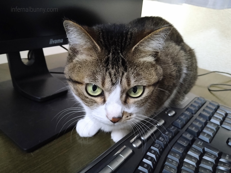 キジ白猫。