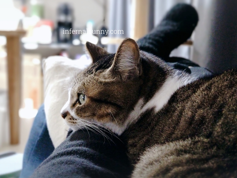 わたしの足に顎を乗せてくつろぐキジ白猫。