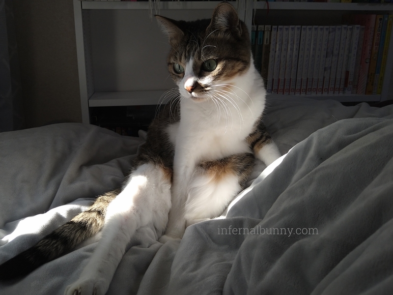 スコ座りをするキジ白猫。