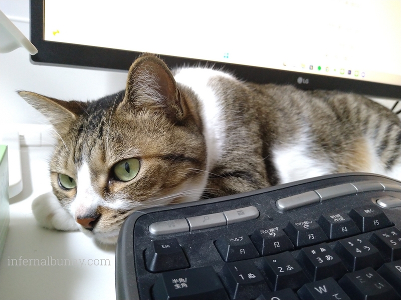 キーボードのそばに寝そべるキジ白猫。