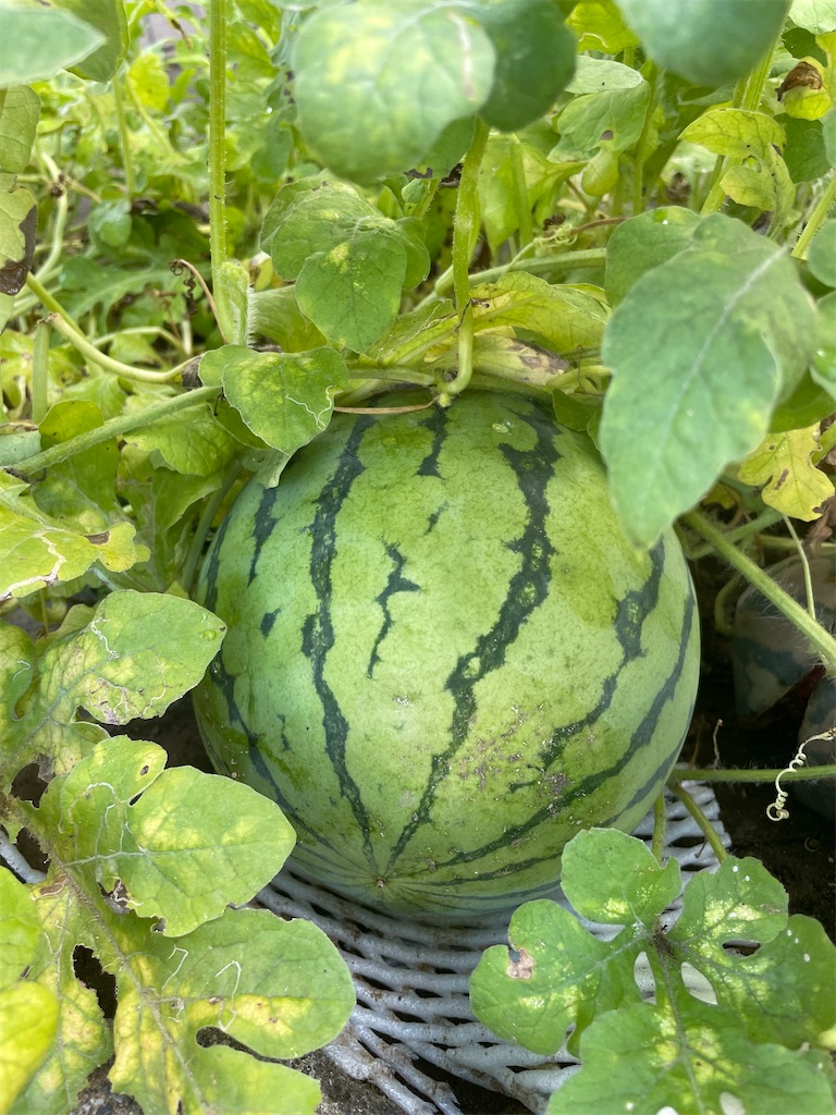 f:id:infinity_th4:20231006191832j:image