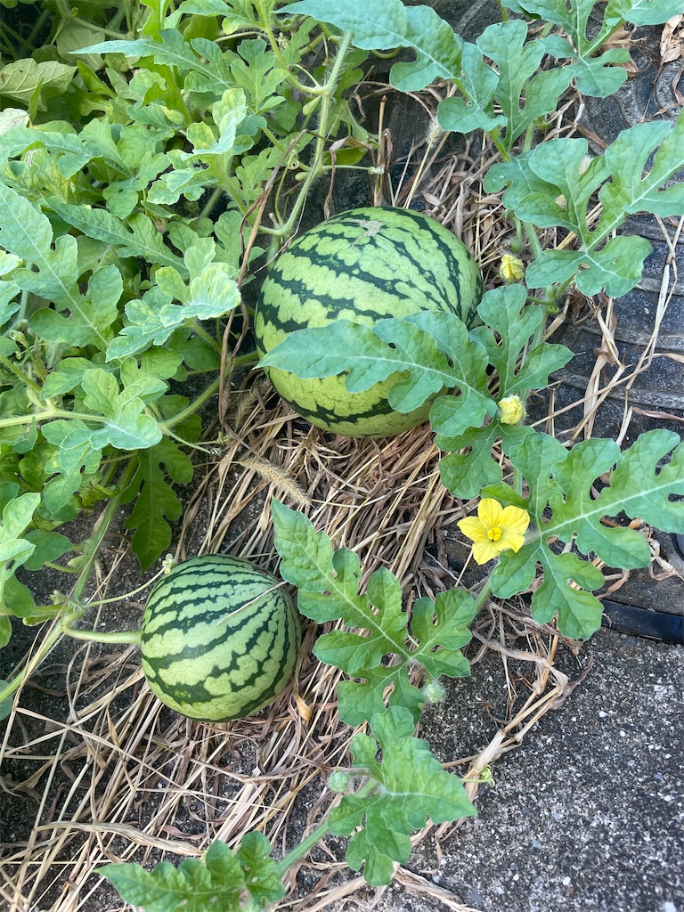 f:id:infinity_th4:20231006191835j:image