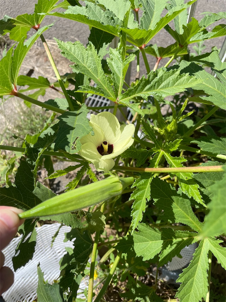 f:id:infinity_th4:20231006191838j:image