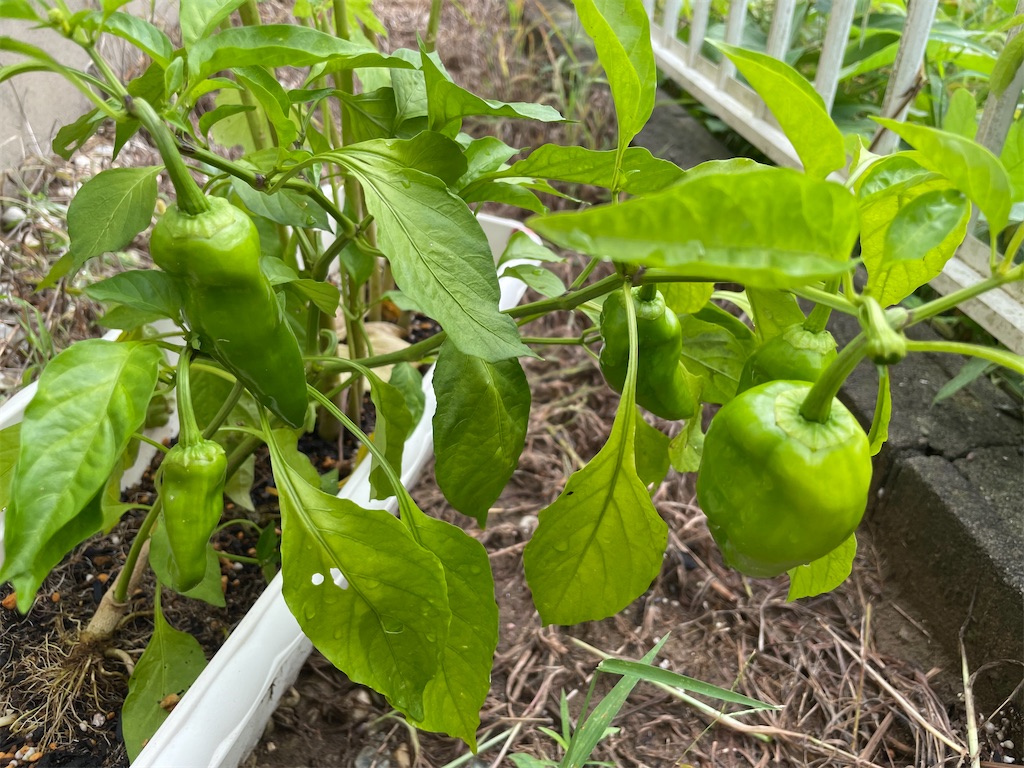 f:id:infinity_th4:20231006191842j:image