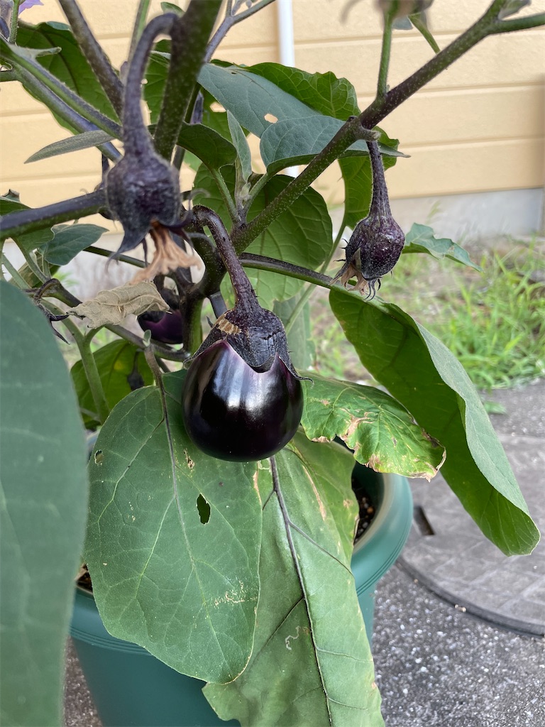 f:id:infinity_th4:20231006191845j:image