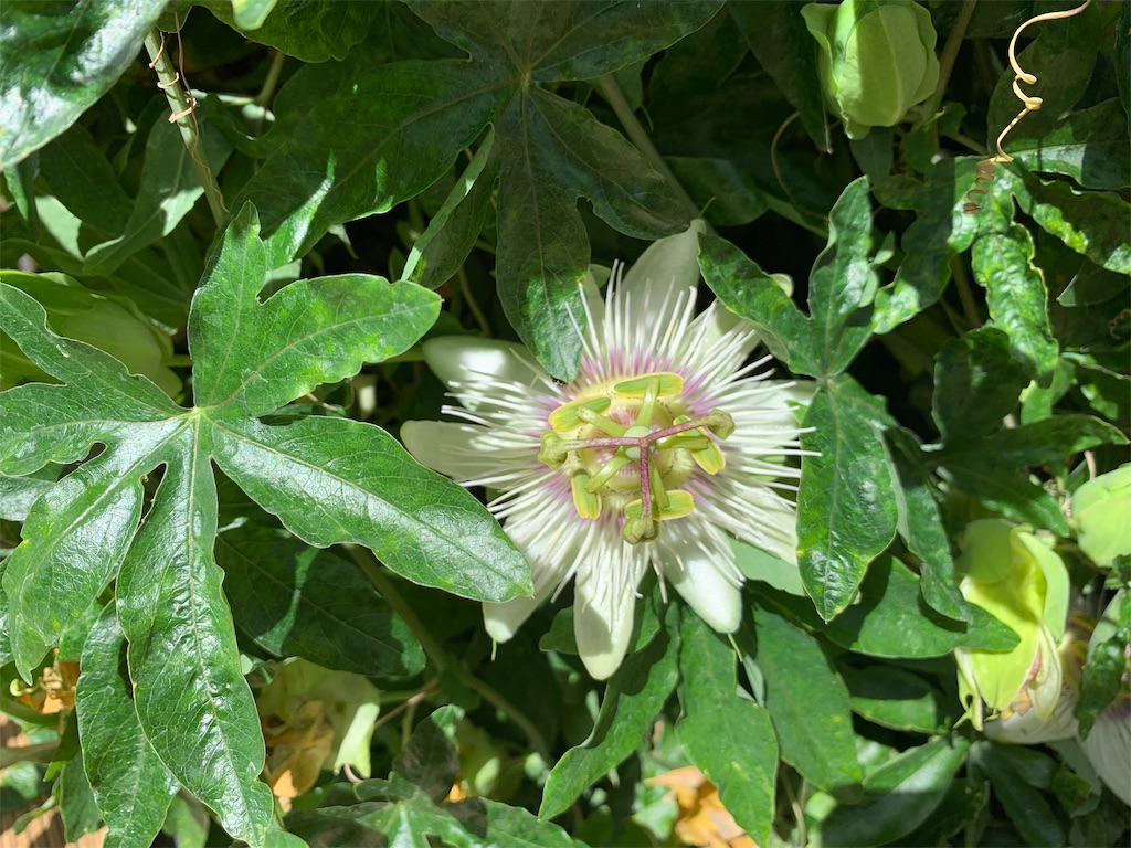 f:id:infophyto:20191016153536j:image