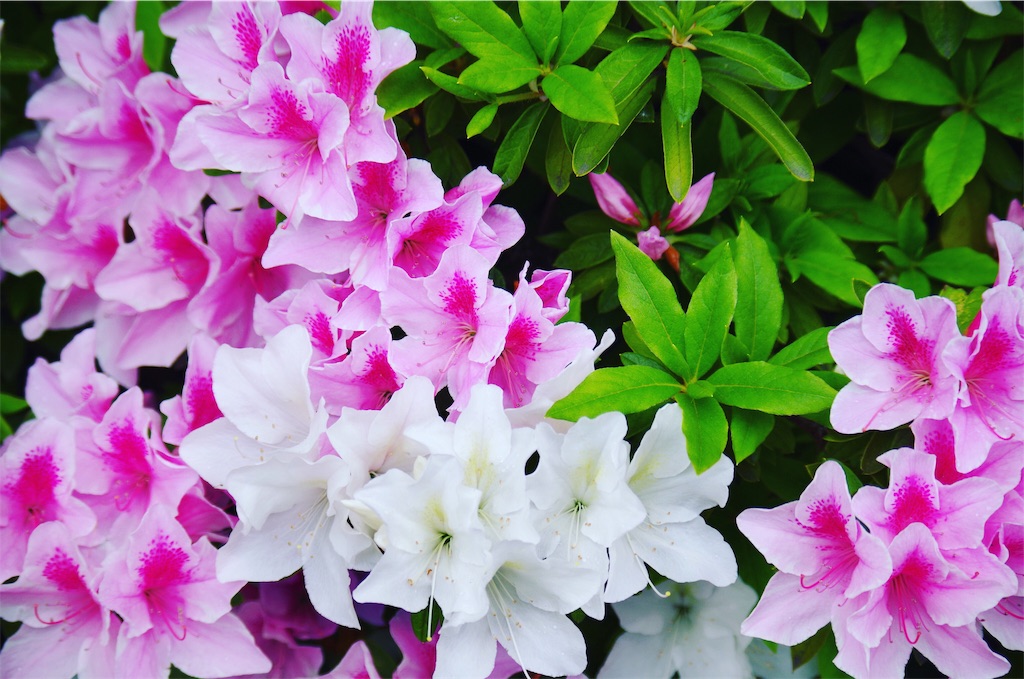 f:id:inful_you:20190425084749j:image