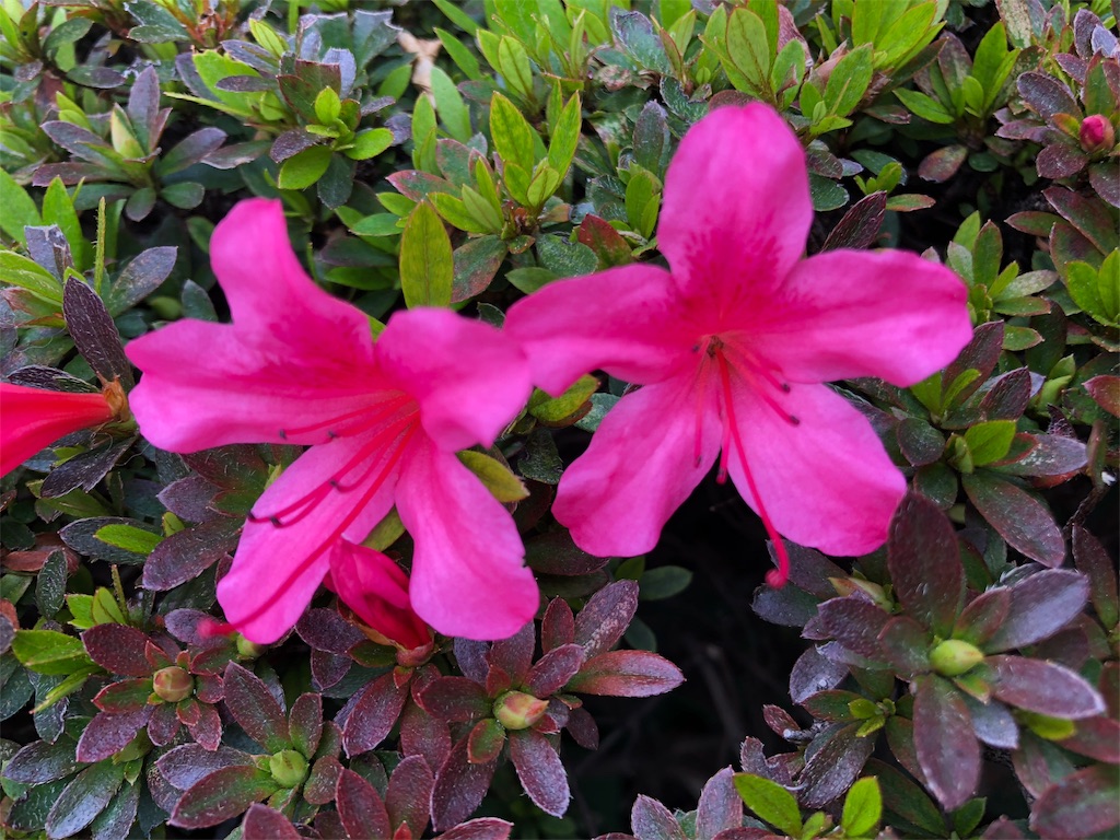 f:id:inful_you:20190513194606j:image