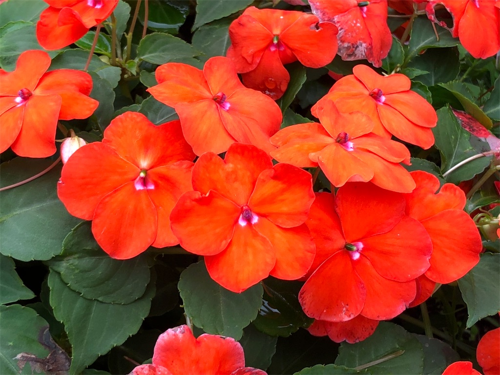 f:id:inful_you:20190727154423j:image