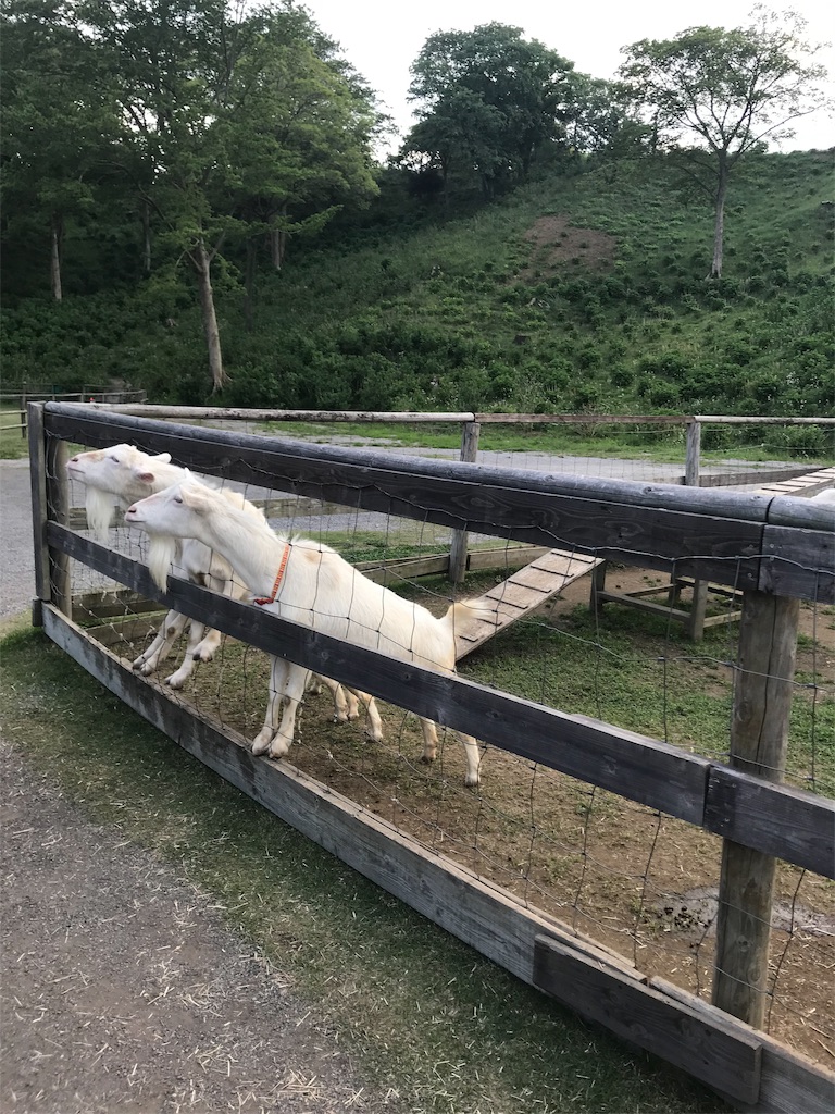 f:id:ingeborugu:20190506174535j:image