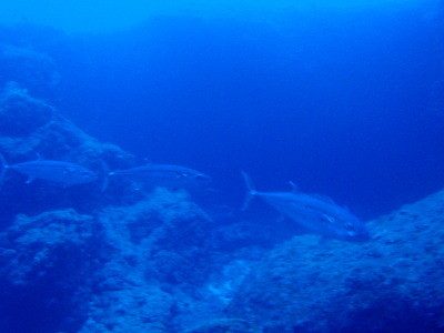 f:id:inkadhi:20100102092850j:image