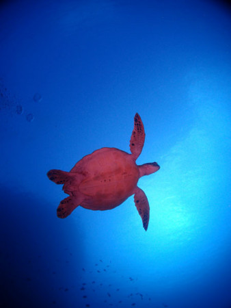 f:id:inkadhi:20131105173403j:image