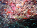 20121206103327