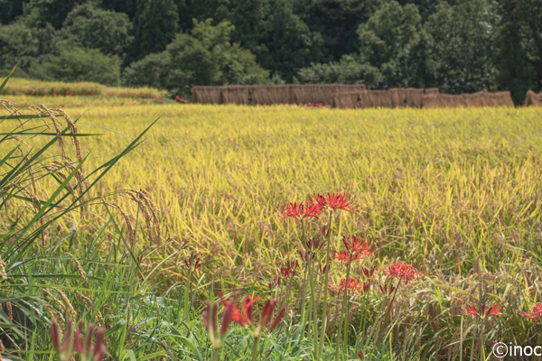 撮影記 横瀬町 寺坂棚田にて彼岸花と黄金の稲穂の田園風景を満喫 はな とりっぷ