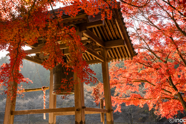 北関東の紅葉スポット 金蔵院 でもみじのトンネルを撮影 佐野市 はな とりっぷ
