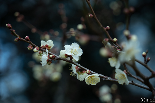 f:id:inoc12:20190218153102j:plain f:id:inoc12:20190218153102j:plain