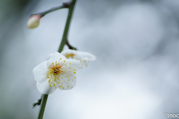 f:id:inoc12:20190218153134j:plain f:id:inoc12:20190218153134j:plain