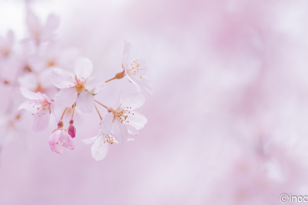 f:id:inoc12:20190304210551j:plain f:id:inoc12:20190304210551j:plain