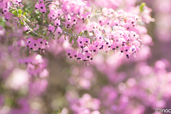 f:id:inoc12:20190309143537j:plain f:id:inoc12:20190309143537j:plain