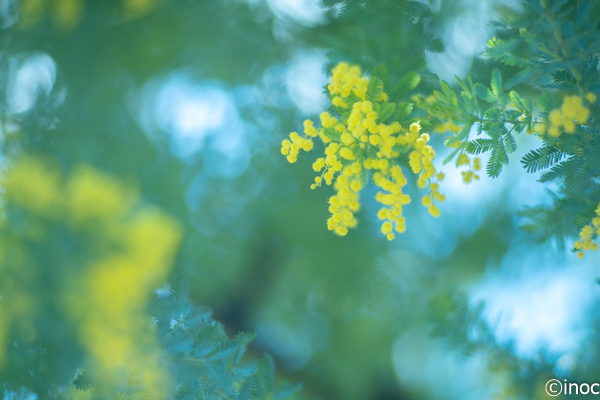 f:id:inoc12:20190309143546j:plain f:id:inoc12:20190309143546j:plain
