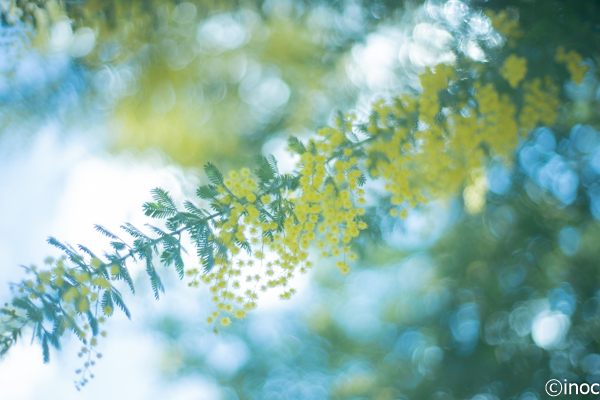 f:id:inoc12:20190309143553j:plain f:id:inoc12:20190309143553j:plain