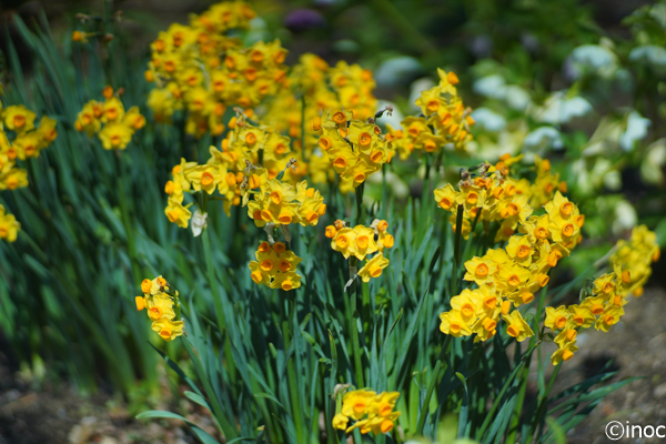 f:id:inoc12:20190309143601j:plain f:id:inoc12:20190309143601j:plain