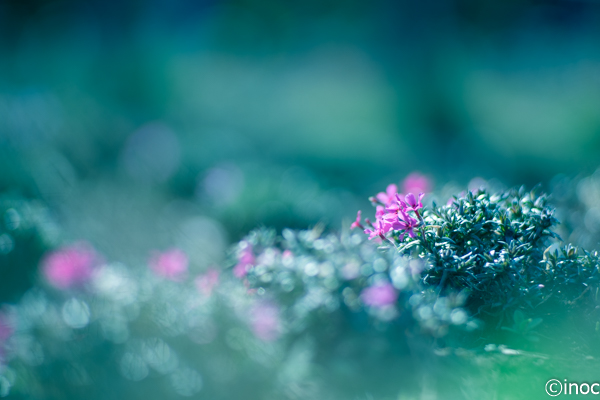 f:id:inoc12:20190309143608j:plain f:id:inoc12:20190309143608j:plain