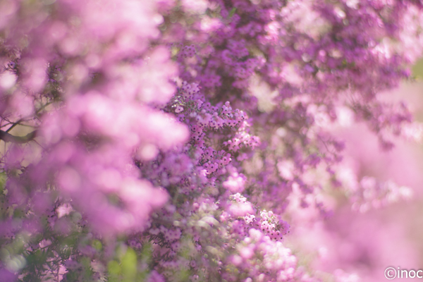 f:id:inoc12:20190309143611j:plain f:id:inoc12:20190309143611j:plain