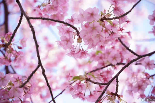 f:id:inoc12:20190309143619j:plain f:id:inoc12:20190309143619j:plain