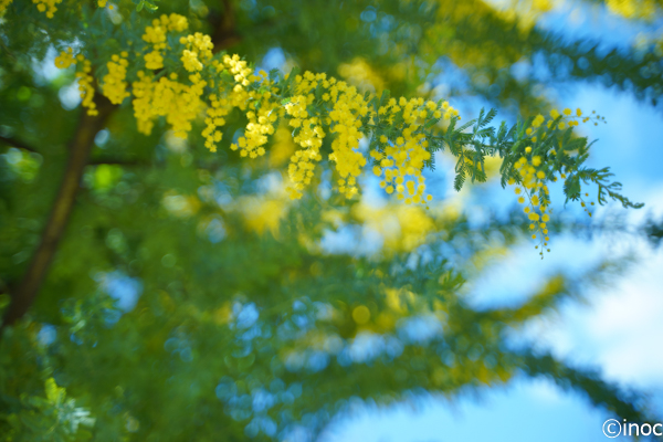f:id:inoc12:20190309150153j:plain f:id:inoc12:20190309150153j:plain