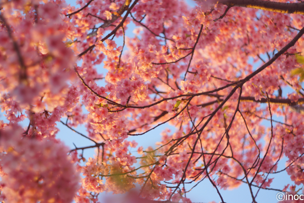 f:id:inoc12:20190310142547j:plain f:id:inoc12:20190310142547j:plain