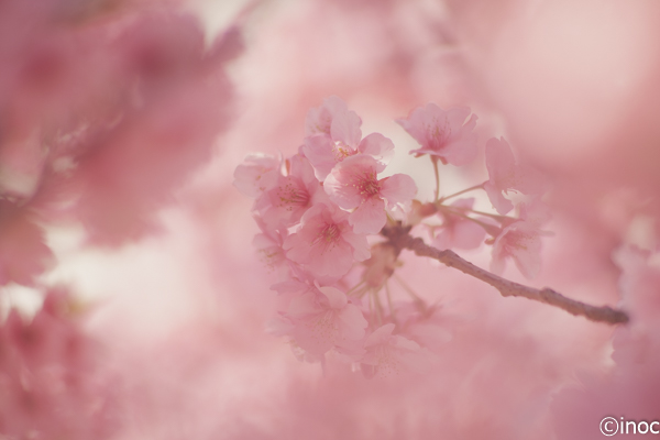 f:id:inoc12:20190310142603j:plain f:id:inoc12:20190310142603j:plain