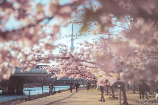 f:id:inoc12:20190310142617j:plain f:id:inoc12:20190310142617j:plain